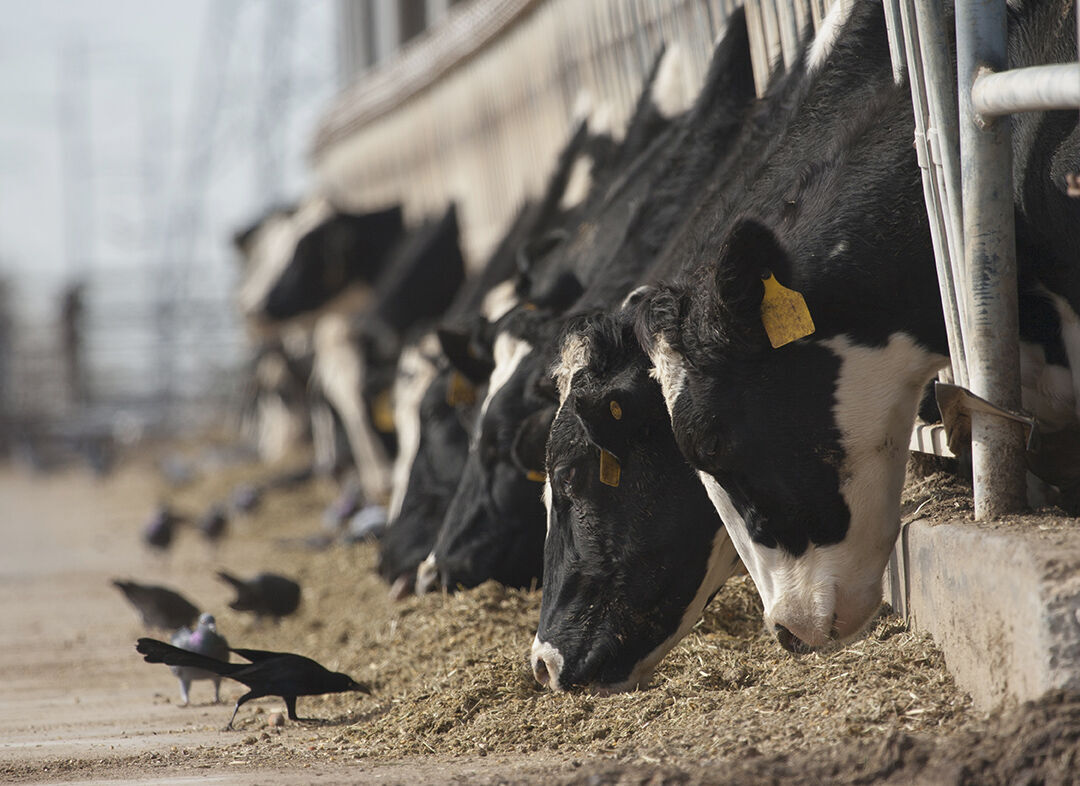 Holsteins feed